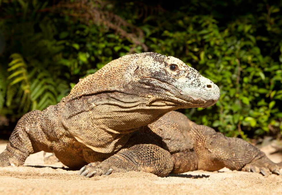 Komodo Dragon