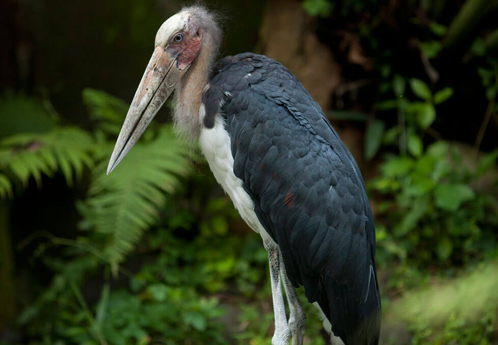Lesser Adjutant