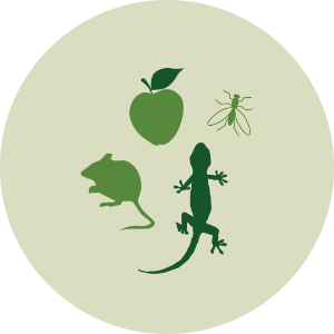 Omnivore