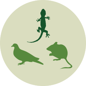 Small Mamals, birds, small vertebrates