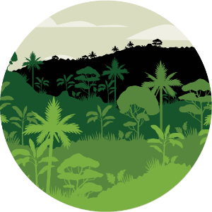 Tropical Forest