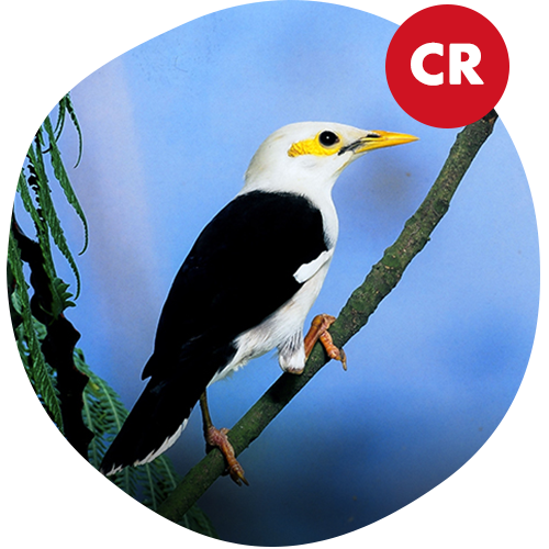 Grey-Rumped Myna