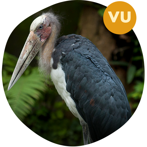 Lesser Adjutant