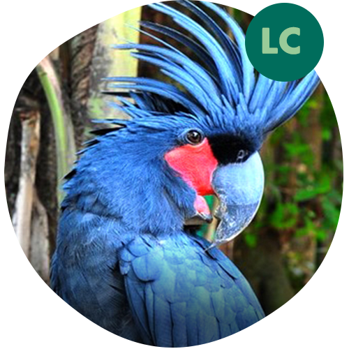 Palm Cockatoo